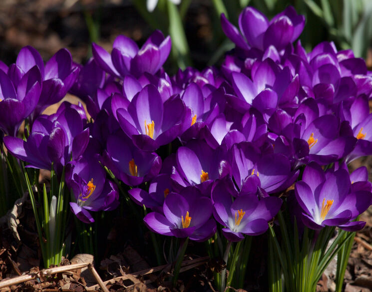 Purple People
