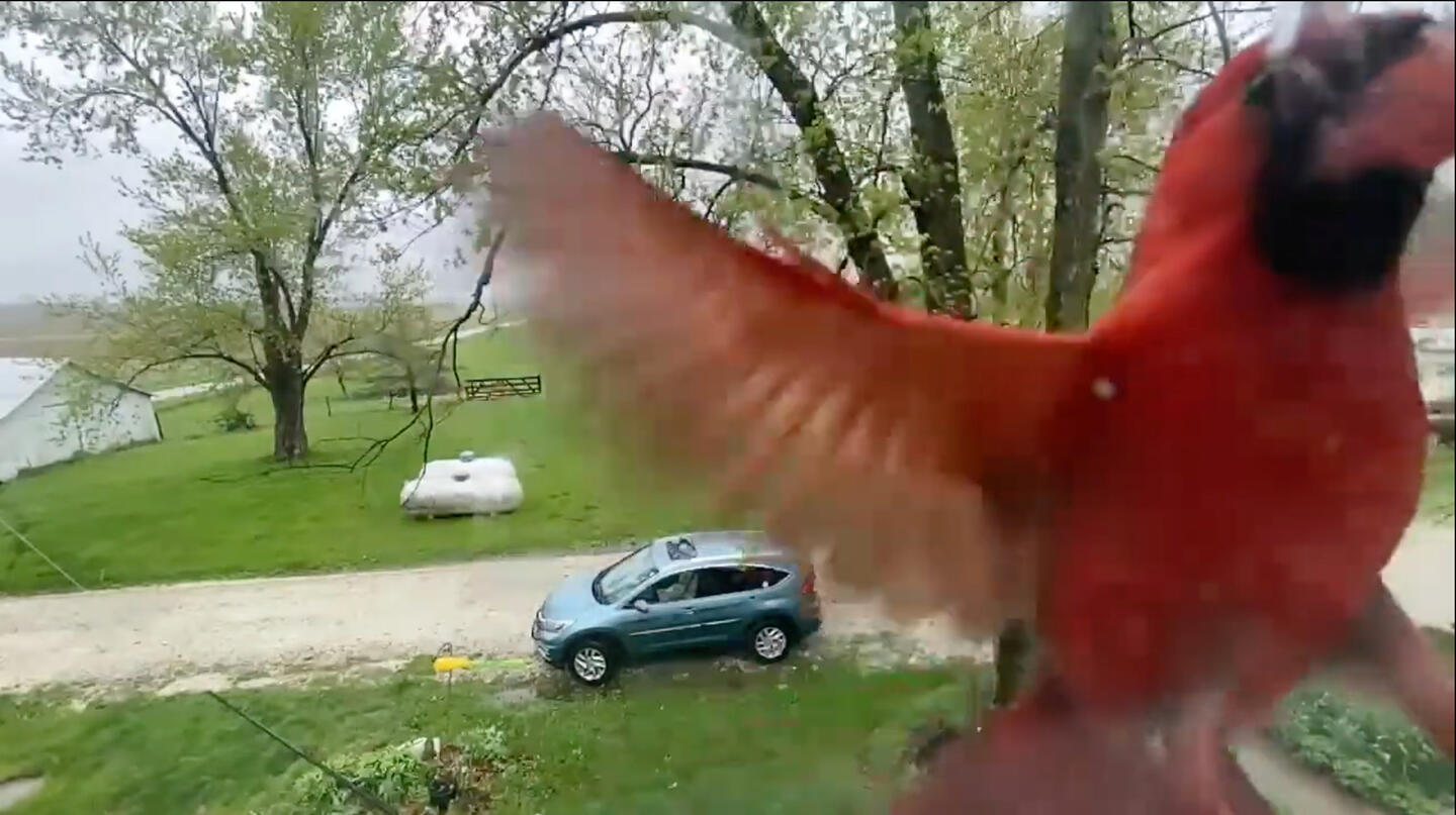 Bird Song Bird Song