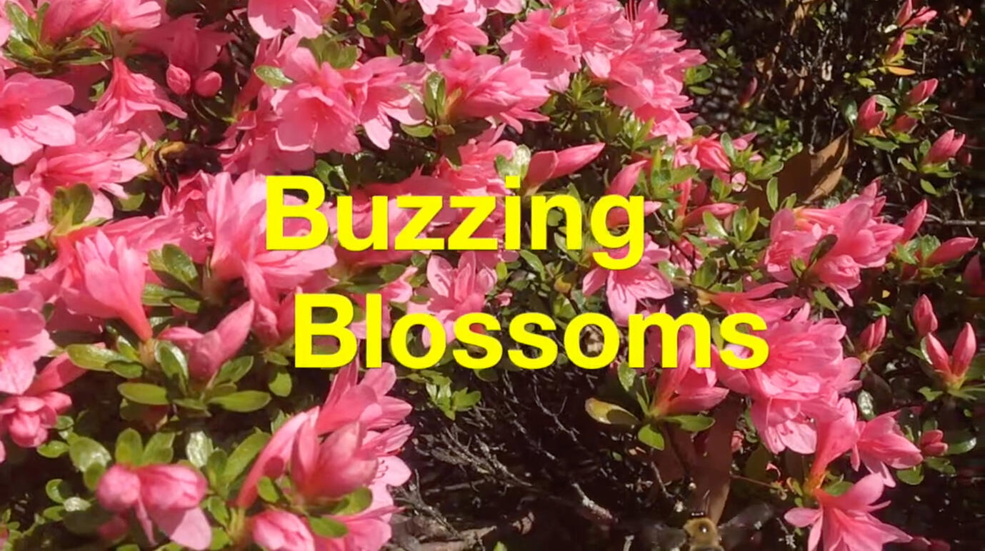 Buzzing Blossoms Buzzing Blossoms